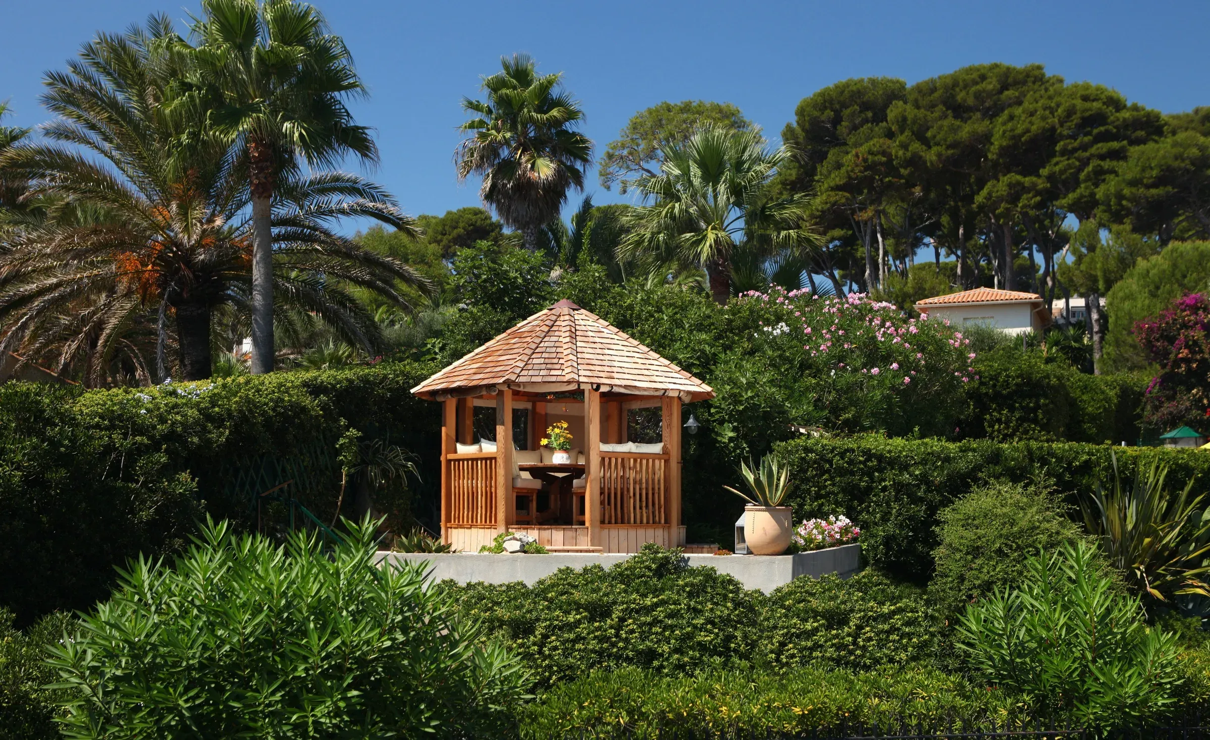 Crown Wolsey dans un jardin